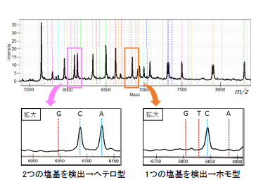 複数のSNPを検出したスペクトルデータと拡大図