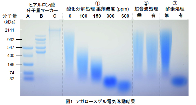 アガロースゲル電気泳動結果