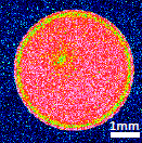 アセチルセルロース(TAC)-BSA乾固物