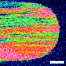アセチルセルロース(TAC)-水拭き後