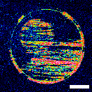 アセチルセルロース(TAC)-エタノール拭き後