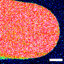 ガラス-水拭き後