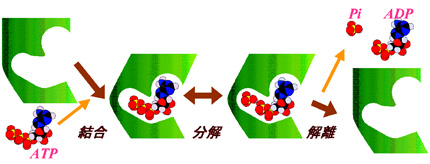 ��4 ����Ѥ���ʬ�ҵ�����Ư�����Ȥߡ�