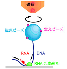 ��5��DNA�ΰ��������DNA�α��ͤ��餻��˱�ä��ɤޤ�롣