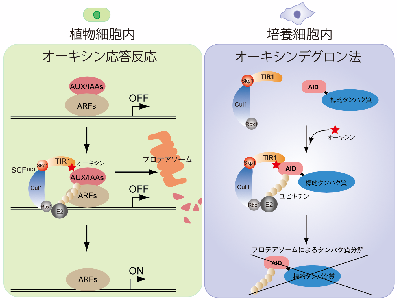 ��1 ��������������ȥ���������ǥ�����ˡ�θ���