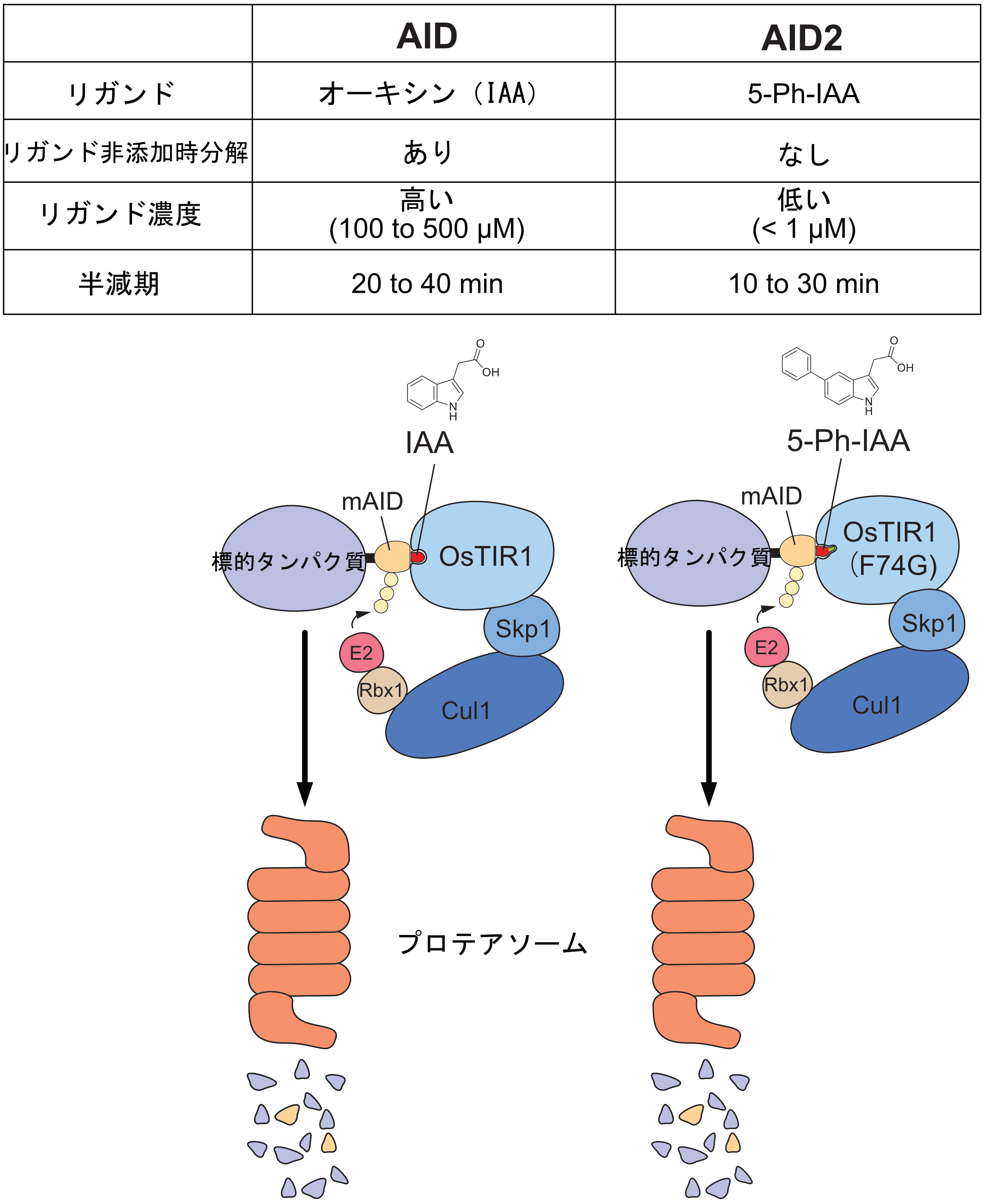 ��2 AID��AID2�κ��ѵ��������