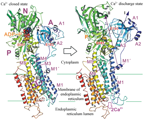 Fig. 2 Crystal structure of Ca<sup>2+</sup> pump corresponding to states of immediately before and after releasing two Ca<sup>2+</sup> (I, II) confined in he membrane. A domain rotates around the axis I by 90 degrees.
A ribbon indicates an alpha helix and an arrow indicates a beta sheet.