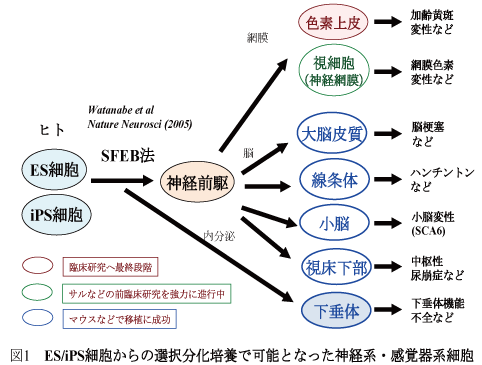 図1 ES/iPS細胞からの選択分化培養で可能となった神経系・感覚器系細胞
