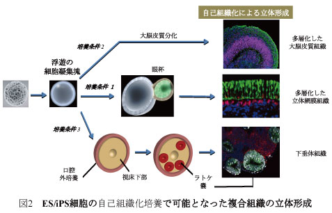 図2 ES/iPS細胞の自己組織化培養で可能となった複合組織の立体形成