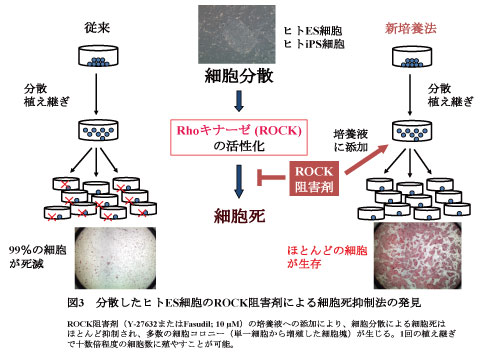 図3 分散したヒトES細胞のROCK阻害剤による細胞死抑制法の発見