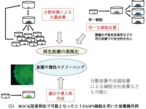 図4 ROCK阻害剤法で可能となったヒトES/iPS細胞を用いた培養操作例
