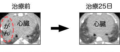 �ޣ���EML4-ALKȯ���ޥ����μ��ż¸�