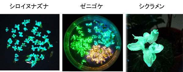 �ޣ� Nano-lantern�����Ҥ�Ƴ�����줿�Ƽ�ȯ����ʪ