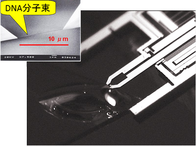 ��2��MEMSʬ�ҥԥ󥻥åȡ�����Ͽ������ͤ���
DNAʬ��«
